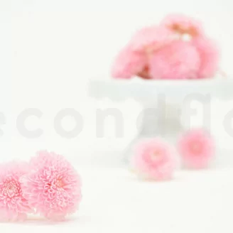 Crisantemo Ping Pong preservado Rosa (x12)