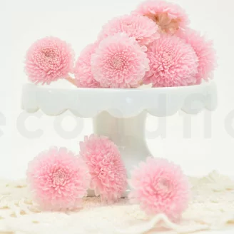 Konservierte Chrysantheme Ping Pong Rosa (x12)