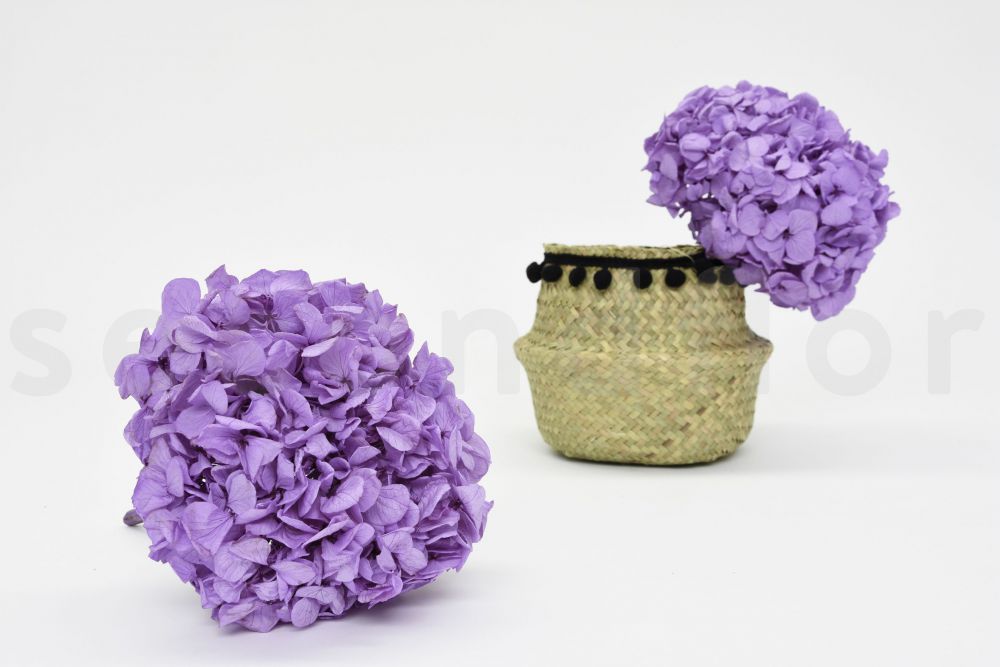 Hortensia Stabilisé - Pastel Lila