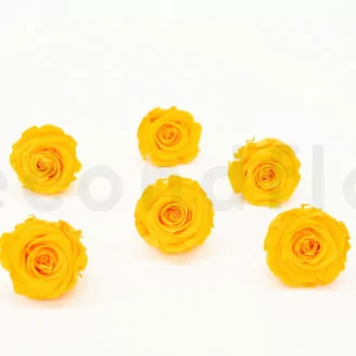 Rosa preservada XL Sunny Yellow (x6)