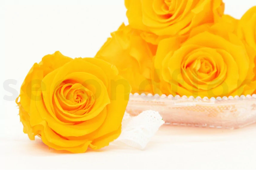 Rosa stabilizzata XL Sunny Yellow (x6)