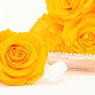 Rosa stabilizzata XL Sunny Yellow (x6)