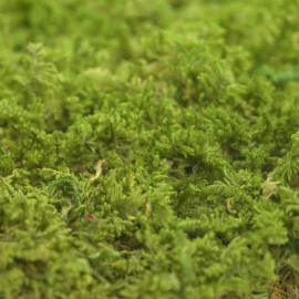 Live Sheet Moss, 40x25x10 (4 layers), Flat moss