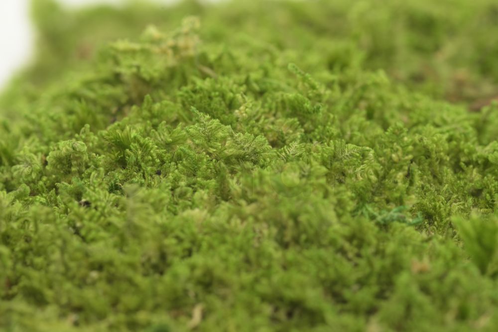 Islanda muschio di crepla-Verde 500g preserva il muschio verde foresta verde preserved MOSS MUSCHIO DI 