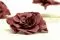 Preserved Gardenia Cranberry (x3) 7