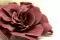 Gardenia preservada Cranberry (x3) 4