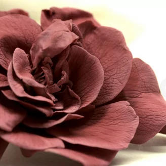 Gard&eacute;nia stabilis&eacute; Cranberry (x3)