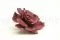 Gard&eacute;nia stabilis&eacute; Cranberry (x3) 6