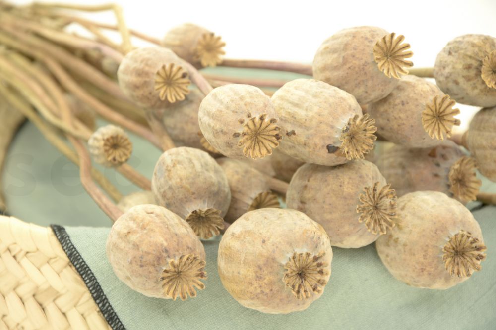 Dried Poppy Bouquet 150gr Natural