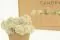 Liquen preservado Crema (Caja) 5