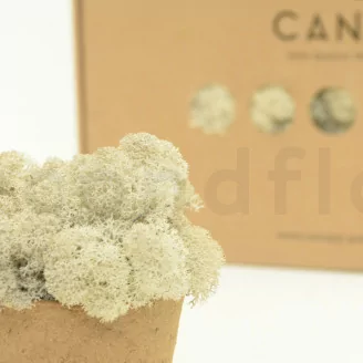 Konserviertes Islandmoos Creme (Box)