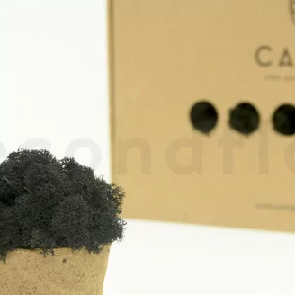 Lichene stabilizzato Nero (Scatola)