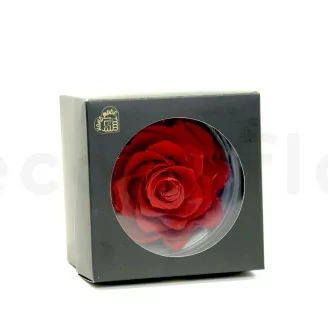 Rosa Mandala stabilizzata XXL Rosso