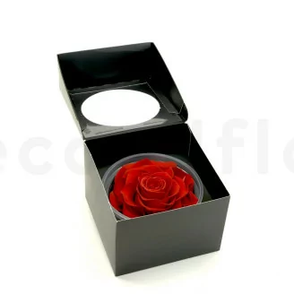 Rosa Mandala stabilizzata XXL Rosso