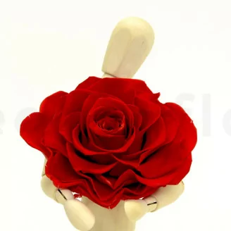 Rosa Mandala stabilizzata XXL Rosso