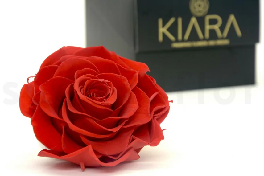 Rosa Mandala preservada XXL Rojo