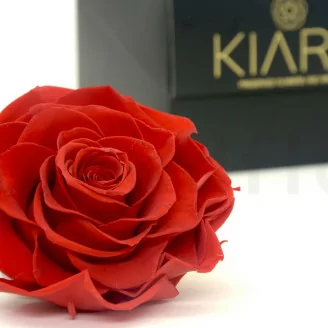 Rosa Mandala preservada XXL Rojo