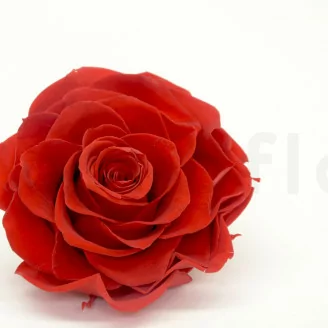 Rose stabilis&eacute;e mandala XXL Rouge