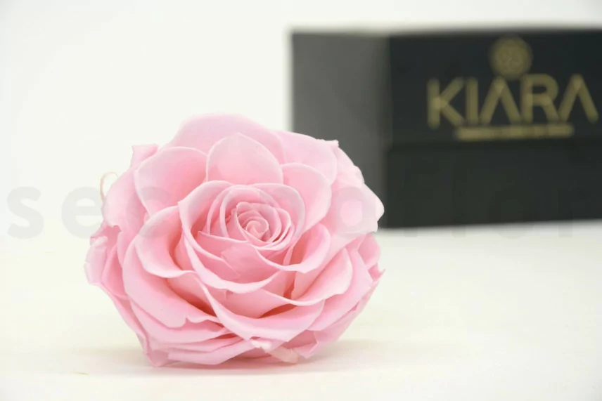 Rose stabilis&eacute;e mandala XXL Rose