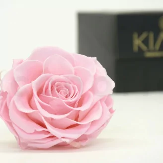 Rosa Mandala preservada XXL Rosa