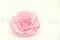 Rose stabilis&eacute;e mandala XXL Rose 2
