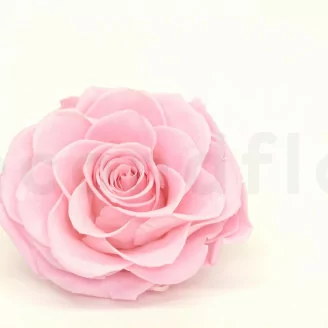 Preserved Mandala Rose XXL Pink