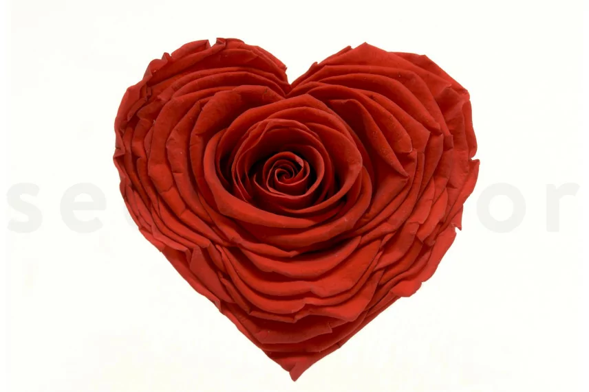 Rosa stabilizzata a forma di cuore XXL Rosso