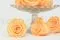 Preserved Rose XL Peach (x6) 8