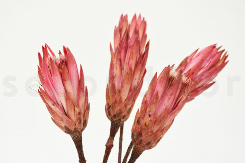 Getrocknete Protea Repens - 5 Stiele - Rosa