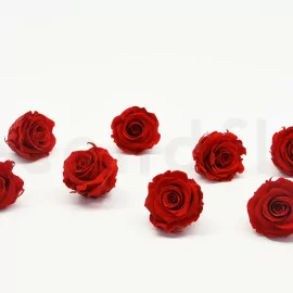 Rosa eterna - Rosa preservada - La Plantisserie