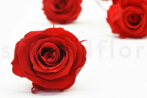 XL Red Ecuadorian Eternity Heart Shape Flowers Preserved Roses