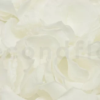P&eacute;tales de Rose stabilis&eacute;s Blanc