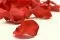 Preserved Rose Petals Red 10