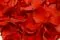 Preserved Rose Petals Red 1