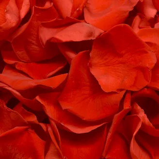 P&eacute;talos de Rosa preservados Rojo