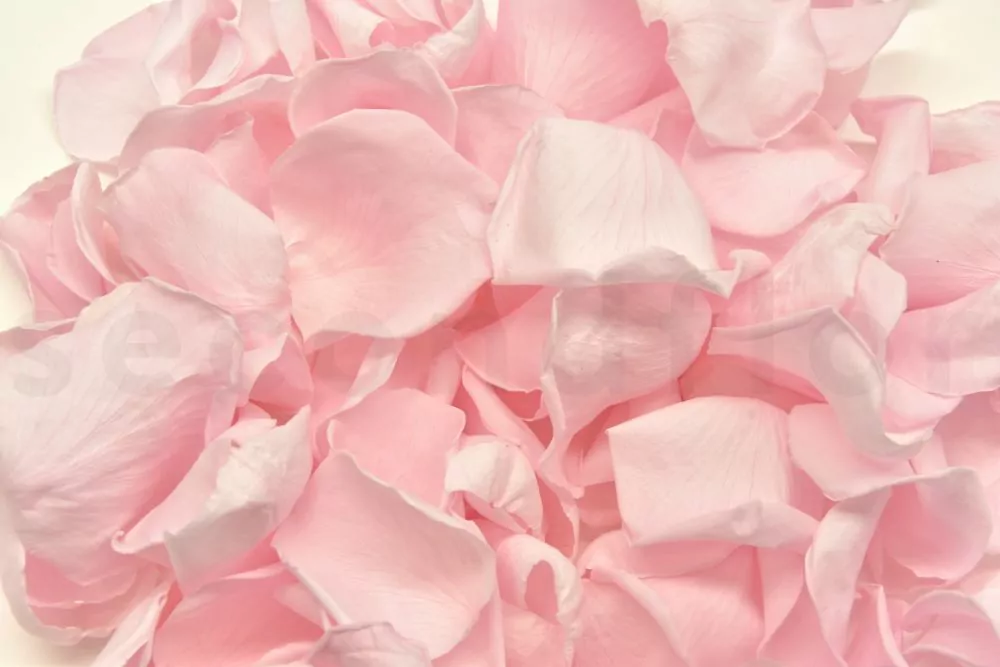 Petali di rosa stabilizzati Kiara - Bridal Pink
