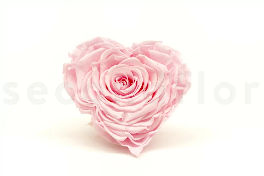 Konservierte Rosenherz XXL Rosa