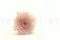 Crisantemo Kogiku stabilizzato S Rosa (x6) 2