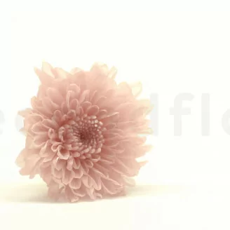 Crisantemo Kogiku preservado S Rosa (x12)