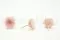 Preserved Kogiku Chrysanthemum S Pink (x12) 4