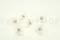 Preserved Kogiku Chrysanthemum M White (x6) 3