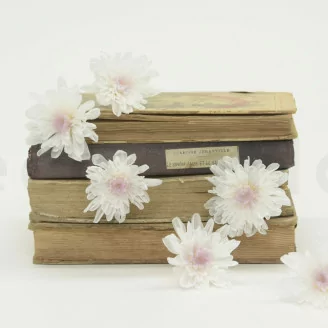 Chrysanth&egrave;me Kogiku stabilis&eacute; M Blanc (x6)