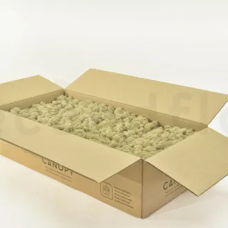 Liquen preservado Crema (Cart&oacute;n a granel)