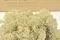 Preserved Reindeer Moss Cream (Bulk Box) 11