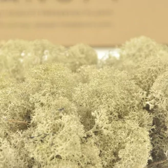 Lichen stabilis&eacute; Cr&egrave;me (Carton)