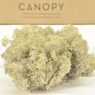 Lichen stabilis&eacute; Cr&egrave;me (Carton)