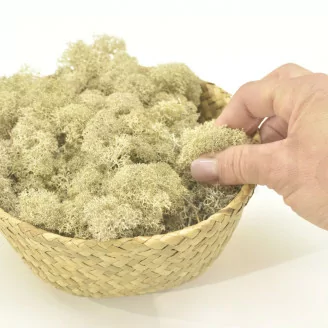 Lichen stabilis&eacute; Cr&egrave;me (Carton)