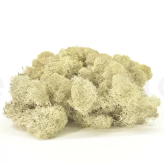 Lichen stabilis&eacute; Cr&egrave;me (Carton)