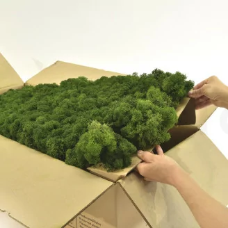 Lichene stabilizzato Forest Green (Cartone Sfuso)