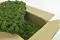 Lichene stabilizzato Forest Green (Cartone Sfuso) 1
